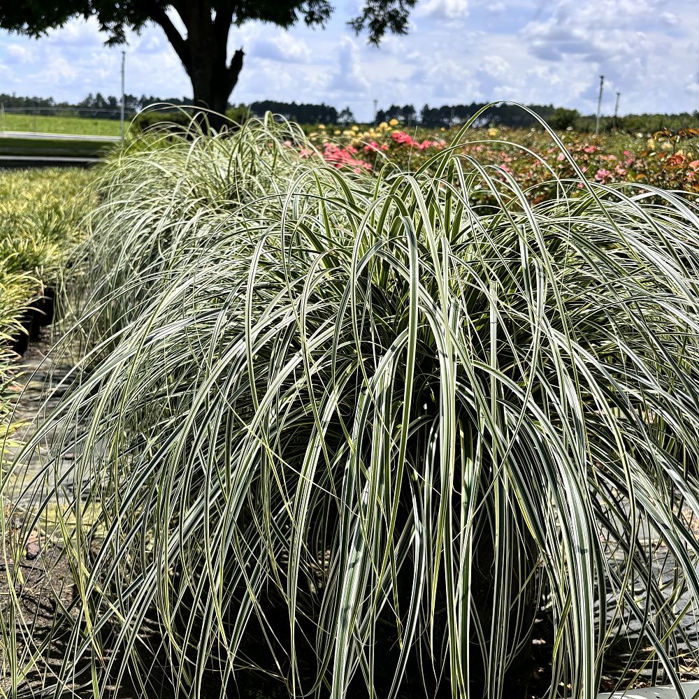 carex-oshimensis-feather-falls-oshima-kan-suge-japanese-sedge-carex-hachijoensis