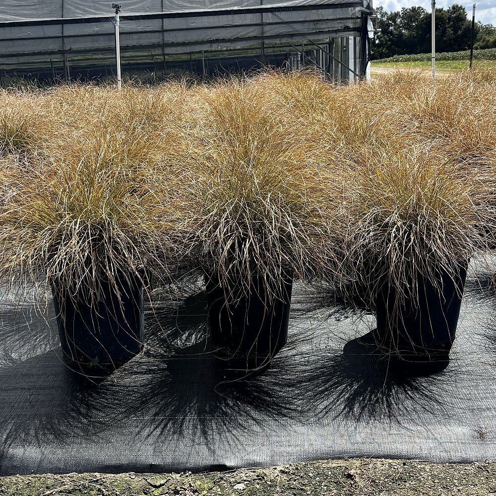 carex-testacea-indian-summer-prairie-fire-sedge