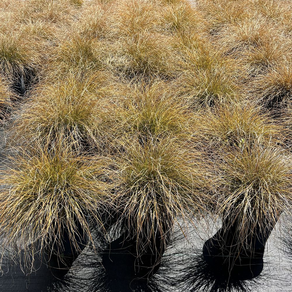 carex-testacea-indian-summer-prairie-fire-sedge