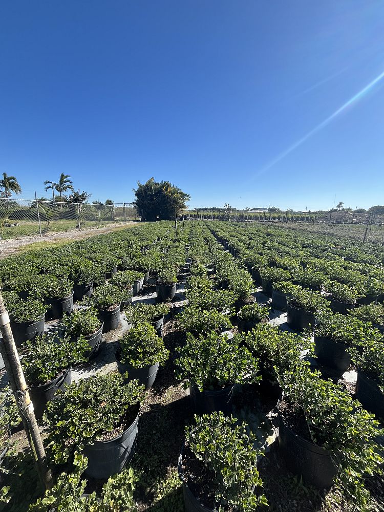 carissa-macrocarpa-emerald-blanket-natal-plum-carissa-grandiflora