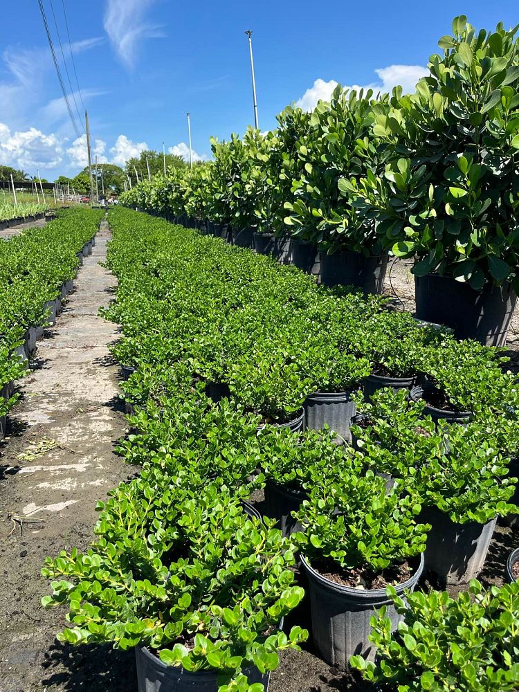 carissa-macrocarpa-emerald-blanket-natal-plum-carissa-grandiflora