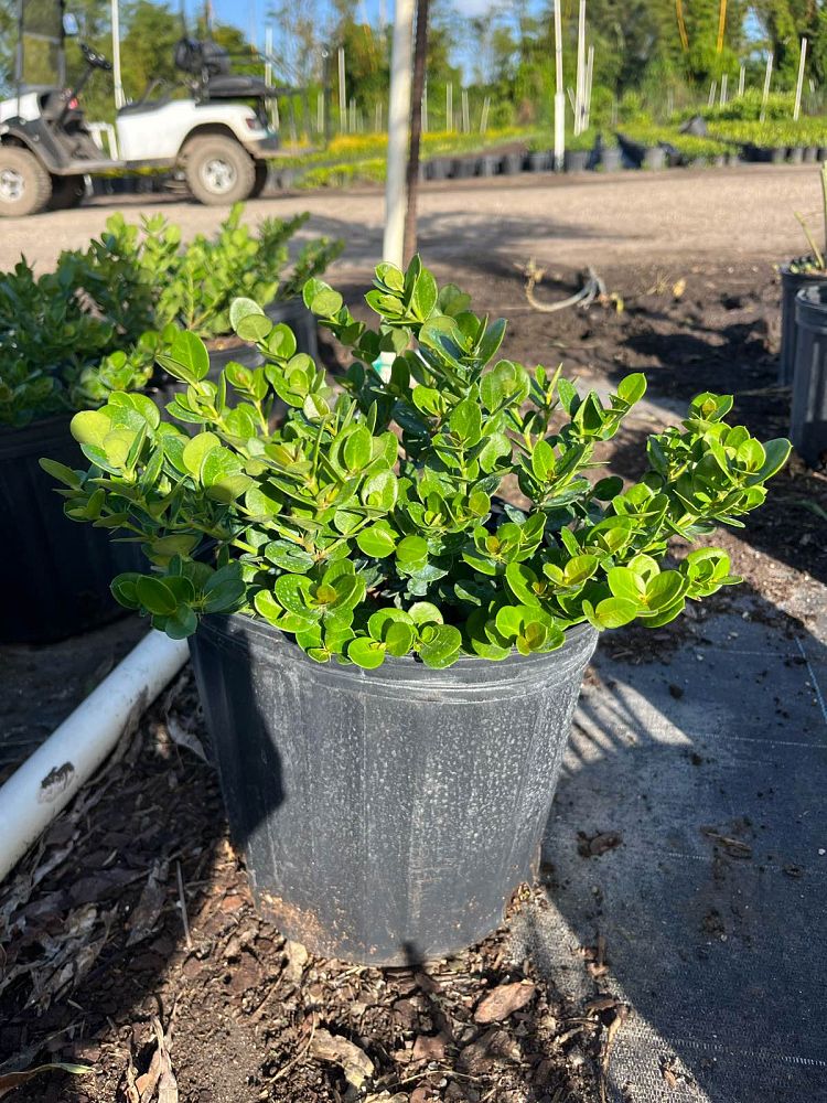 carissa-macrocarpa-emerald-blanket-natal-plum-carissa-grandiflora