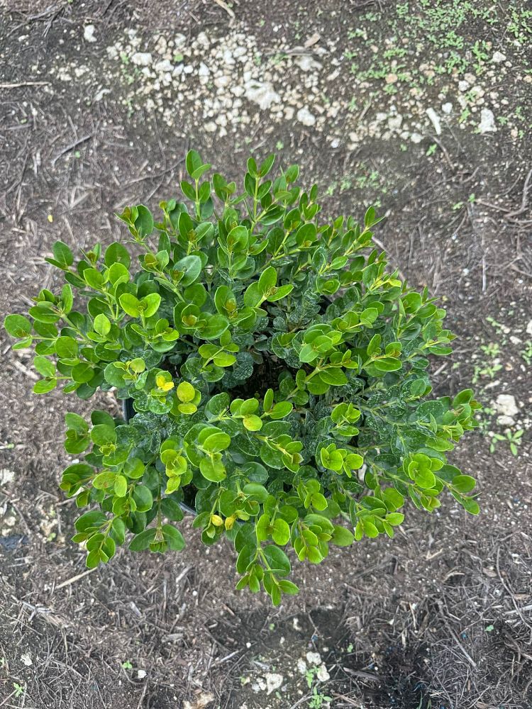 carissa-macrocarpa-emerald-blanket-natal-plum-carissa-grandiflora
