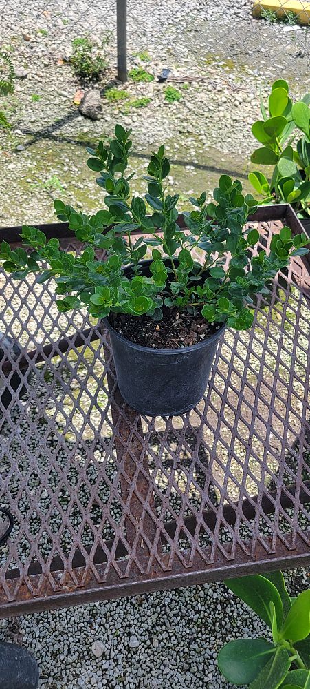 carissa-macrocarpa-emerald-blanket-natal-plum-carissa-grandiflora