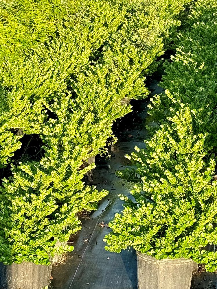 carissa-macrocarpa-emerald-blanket-natal-plum-carissa-grandiflora