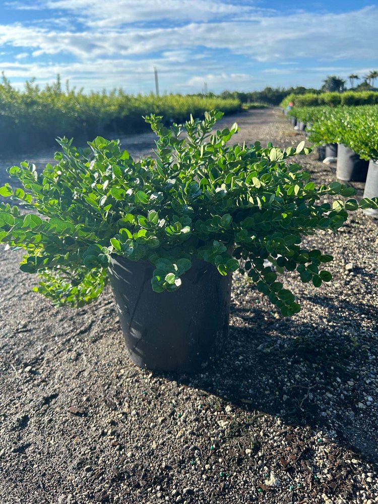 carissa-macrocarpa-emerald-blanket-natal-plum-carissa-grandiflora