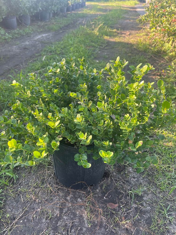 carissa-macrocarpa-emerald-blanket-natal-plum-carissa-grandiflora