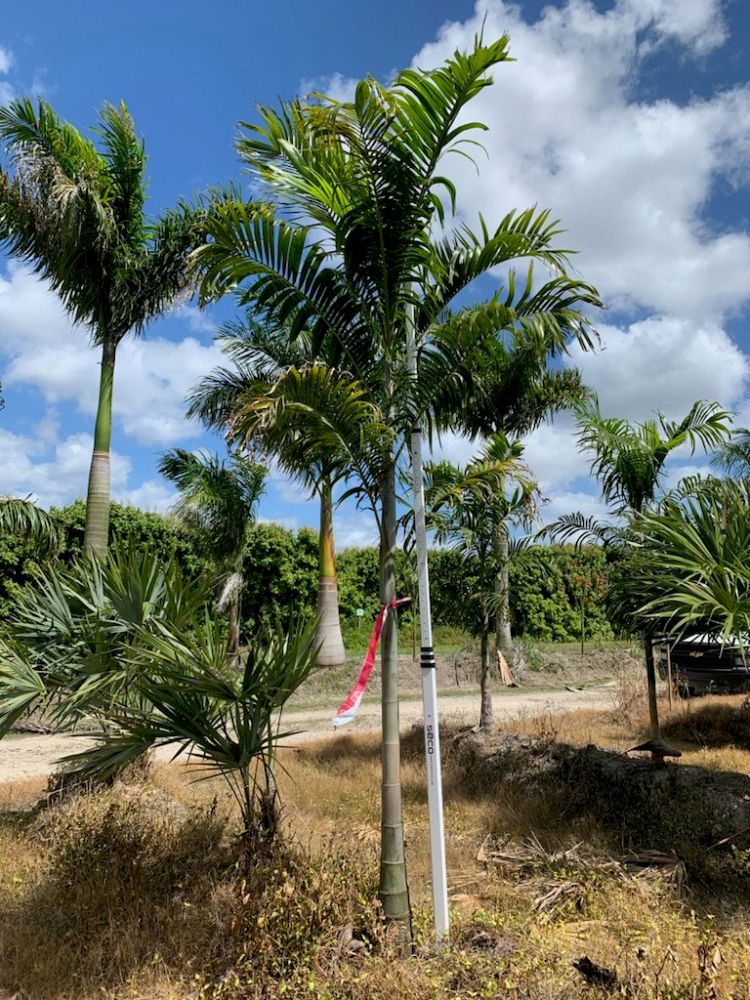 carpentaria-acuminata-carpentaria-palm