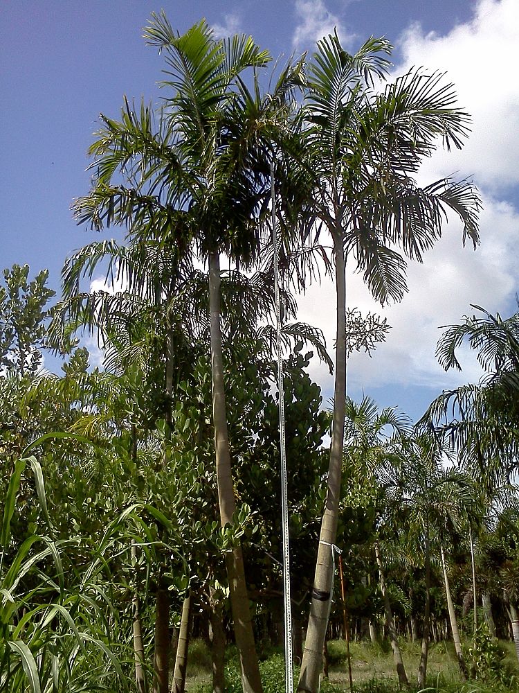 carpentaria-acuminata-carpentaria-palm