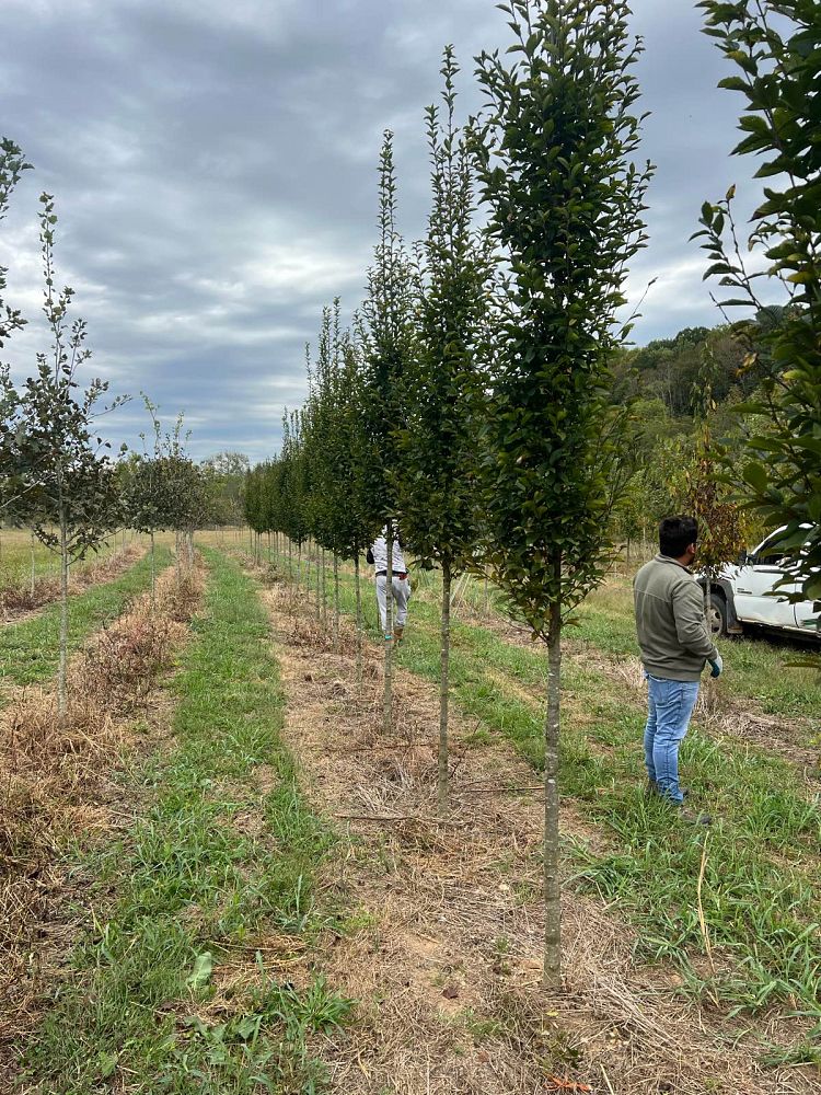 carpinus-betulus-fastigiata-european-hornbeam-pyramidal