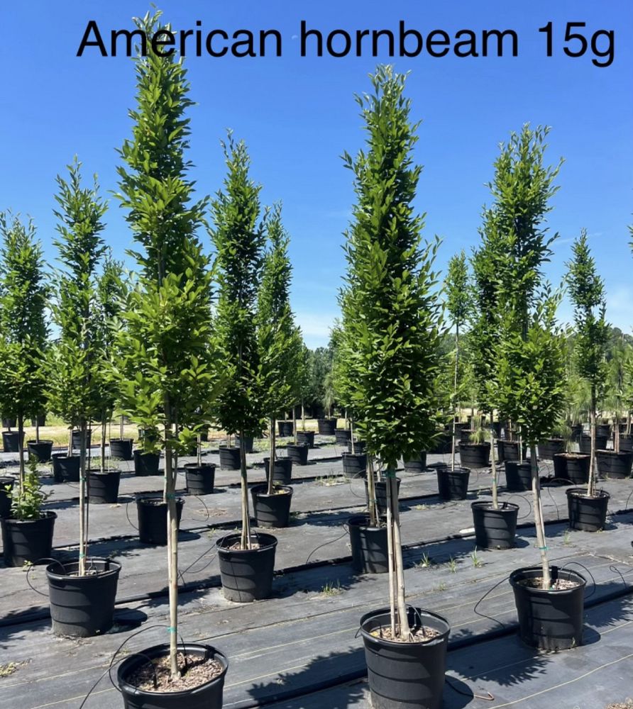 carpinus-caroliniana-american-hornbeam-blue-beech-ironwood