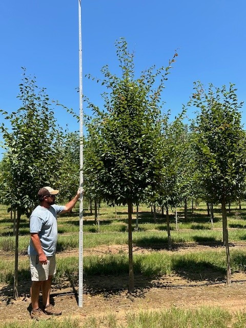 carpinus-caroliniana-american-hornbeam-blue-beech-ironwood