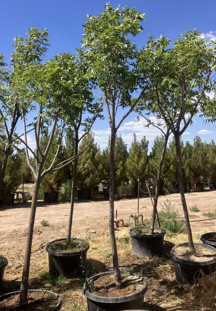 carya-illinoinensis-pawnee-northern-pecan