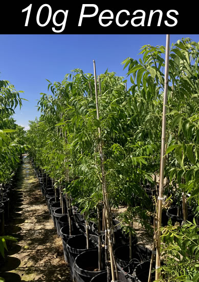 carya-illinoinensis-pecan