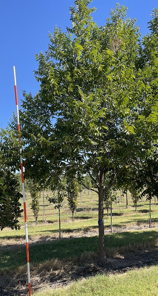 carya-illinoinensis-pecan