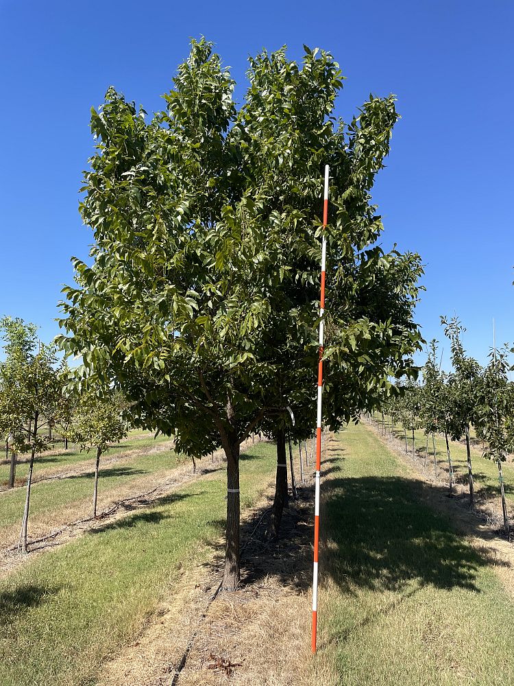 carya-illinoinensis-pecan