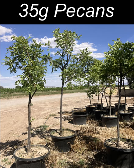 carya-illinoinensis-western-schley-pecan-pecan