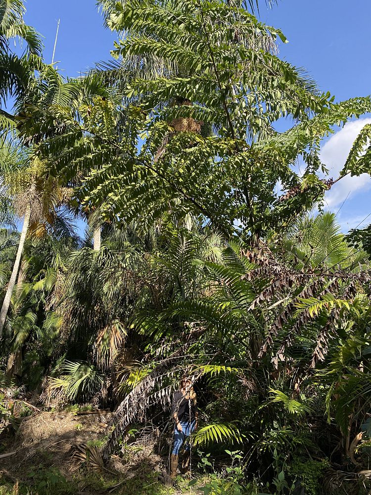 caryota-maxima-caryota-oclandra-giant-mountain-fishtail-palm