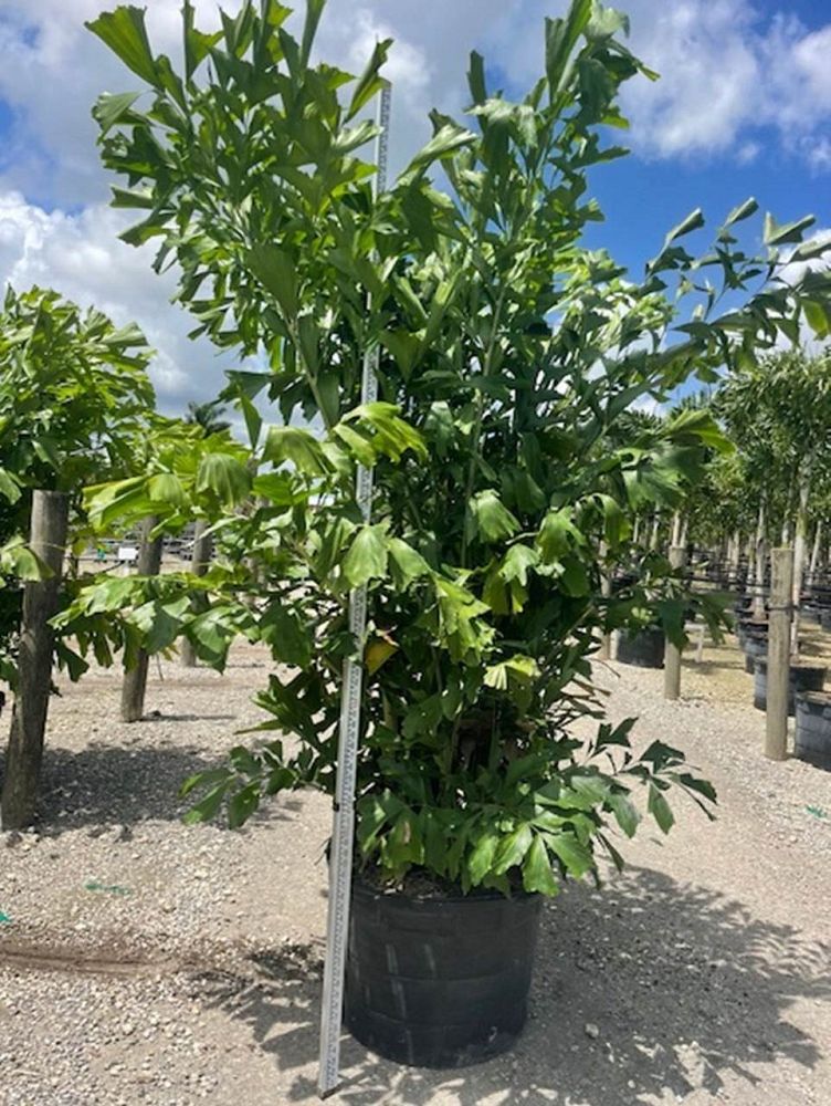 caryota-mitis-fishtail-palm