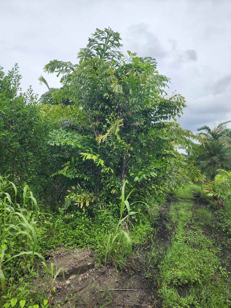 caryota-mitis-fishtail-palm