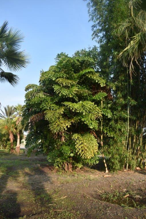 caryota-mitis-fishtail-palm