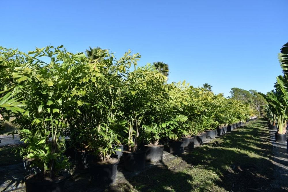 caryota-mitis-fishtail-palm