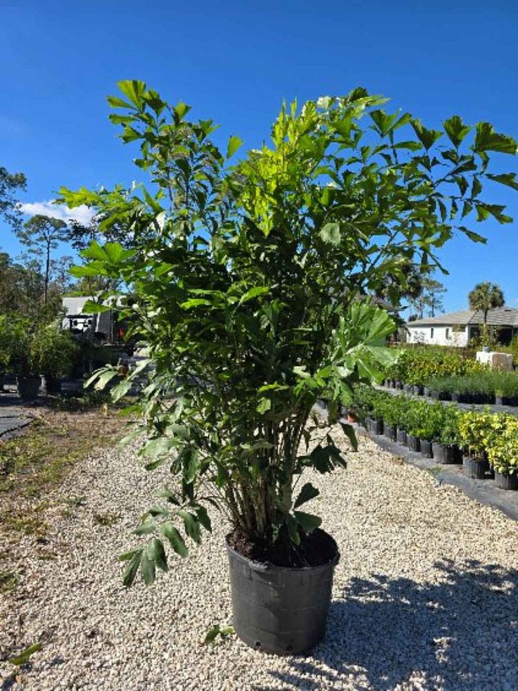 caryota-mitis-fishtail-palm