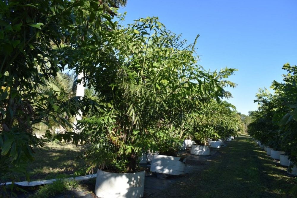 caryota-mitis-fishtail-palm