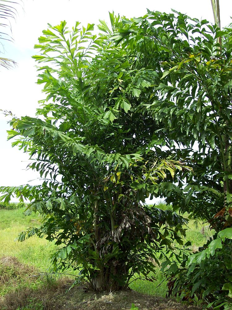 caryota-mitis-fishtail-palm