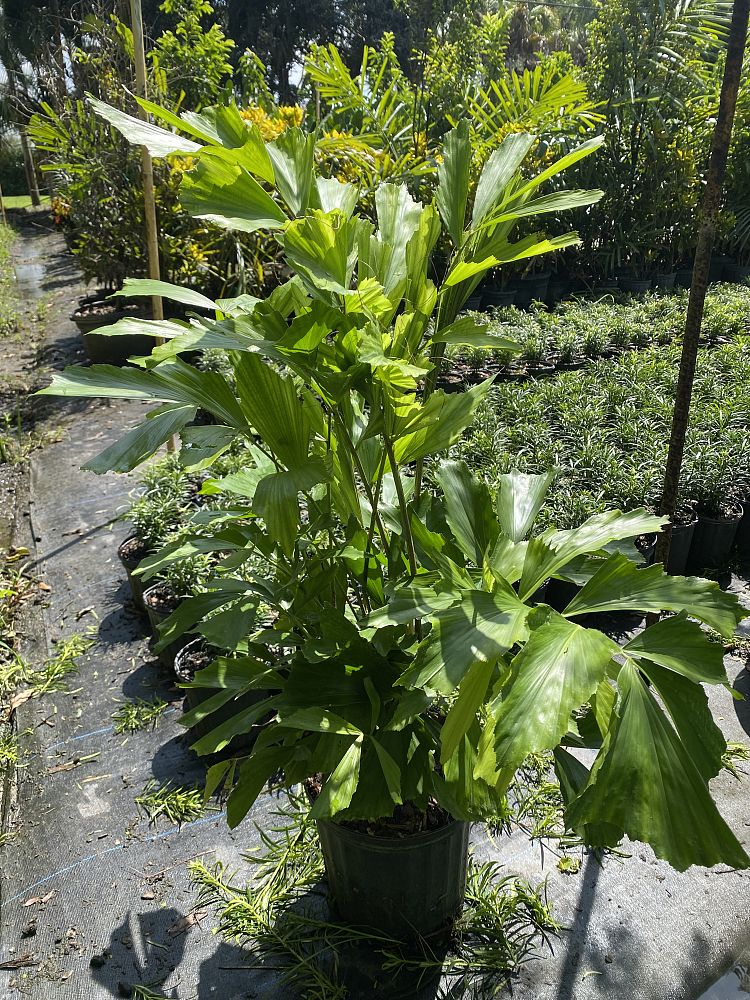 caryota-mitis-fishtail-palm