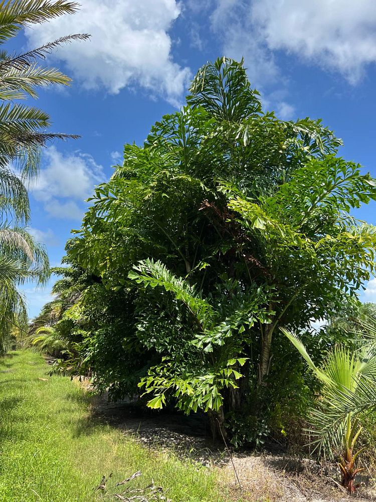 caryota-mitis-fishtail-palm