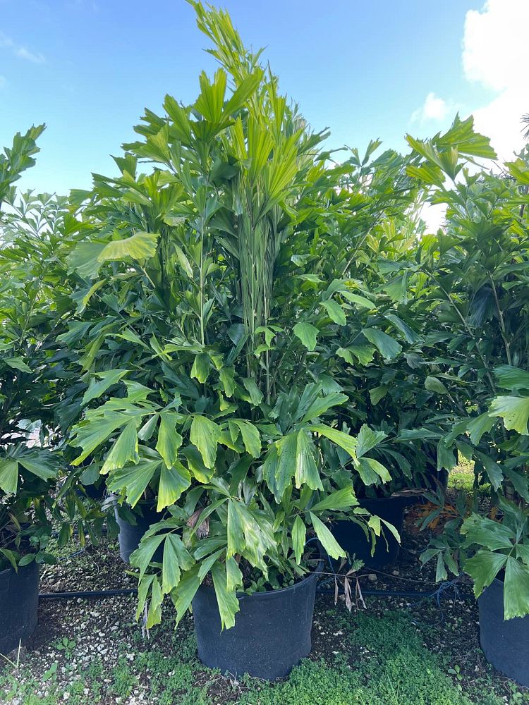 caryota-mitis-fishtail-palm