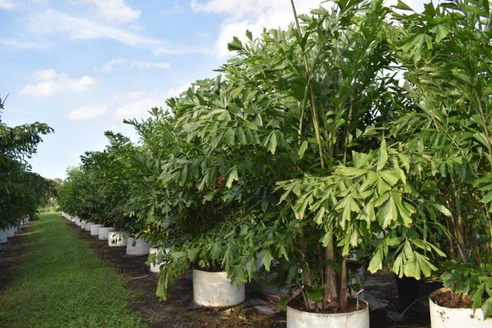 caryota-mitis-fishtail-palm