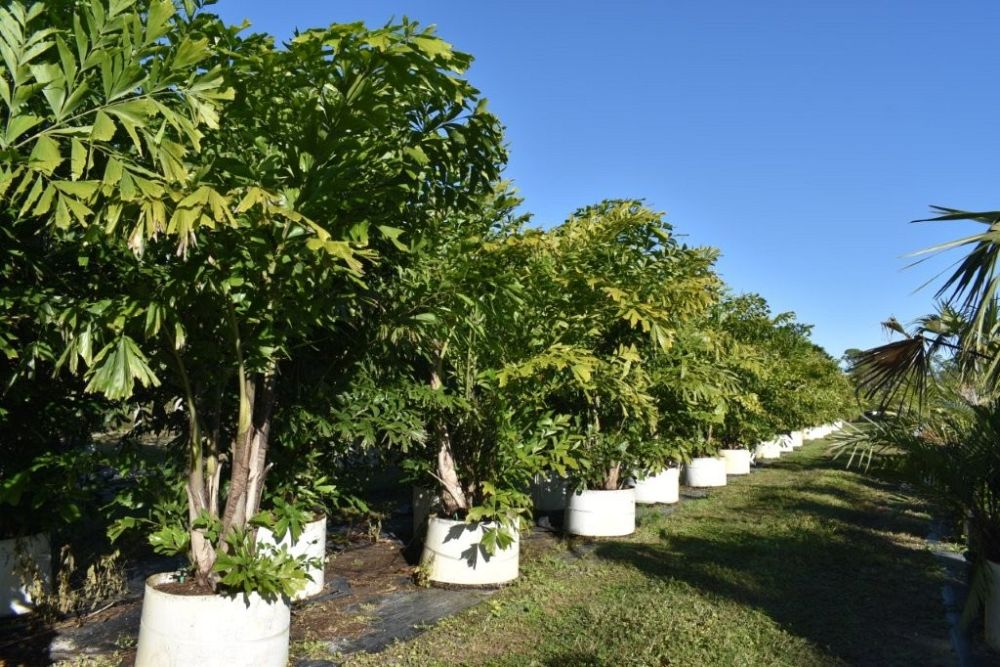 caryota-mitis-fishtail-palm