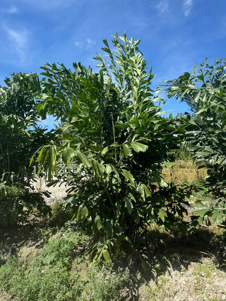 caryota-mitis-fishtail-palm