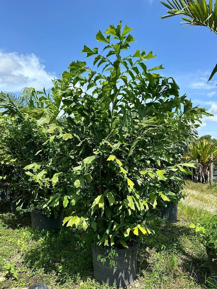 caryota-mitis-fishtail-palm