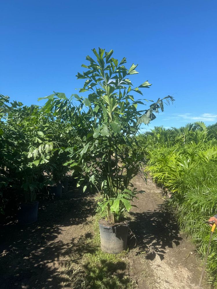 caryota-mitis-fishtail-palm