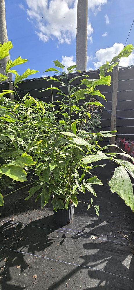 caryota-mitis-fishtail-palm