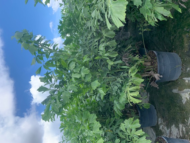 caryota-mitis-fishtail-palm