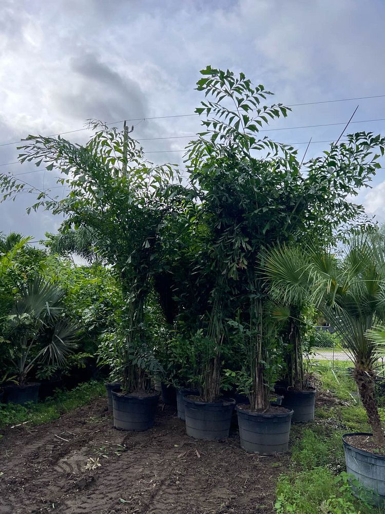 caryota-mitis-fishtail-palm