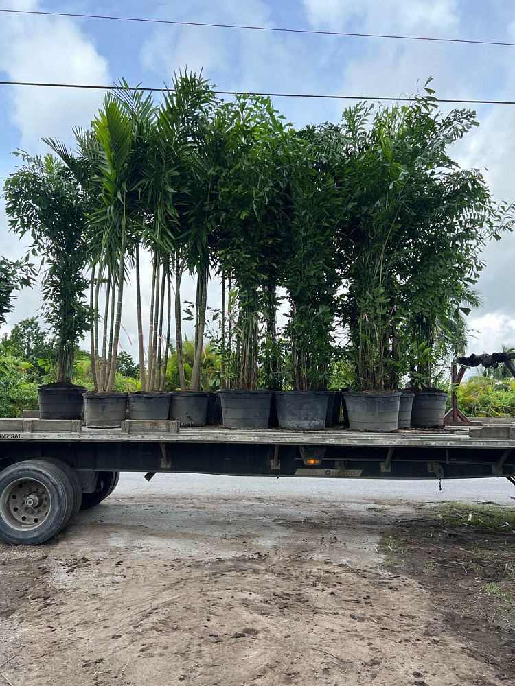 caryota-mitis-fishtail-palm