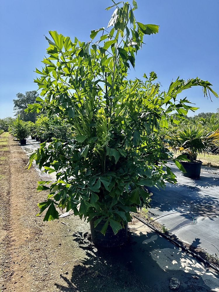 caryota-mitis-fishtail-palm