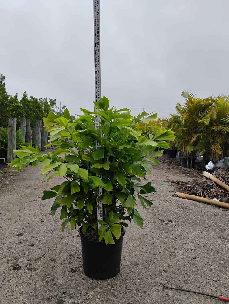 caryota-mitis-fishtail-palm