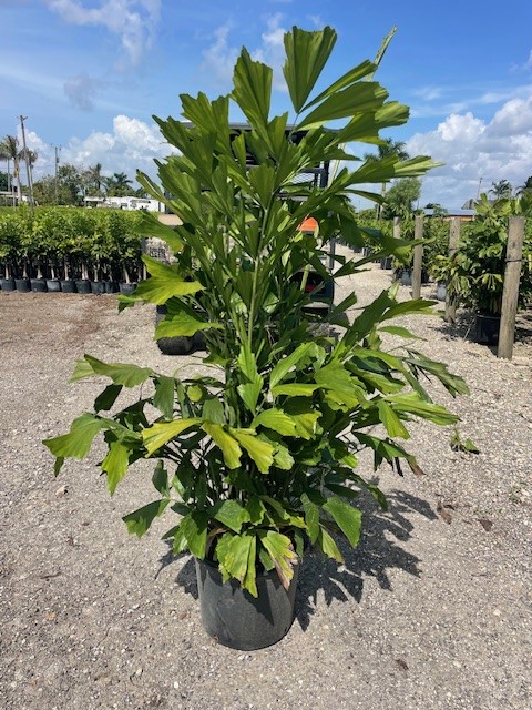 caryota-mitis-fishtail-palm