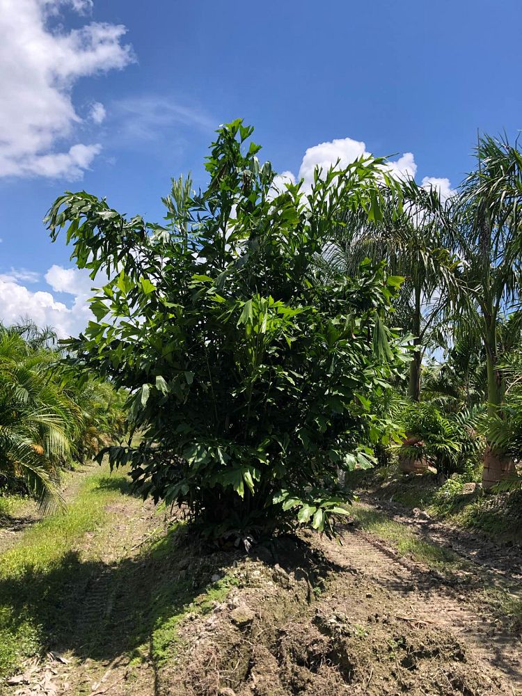 caryota-mitis-fishtail-palm