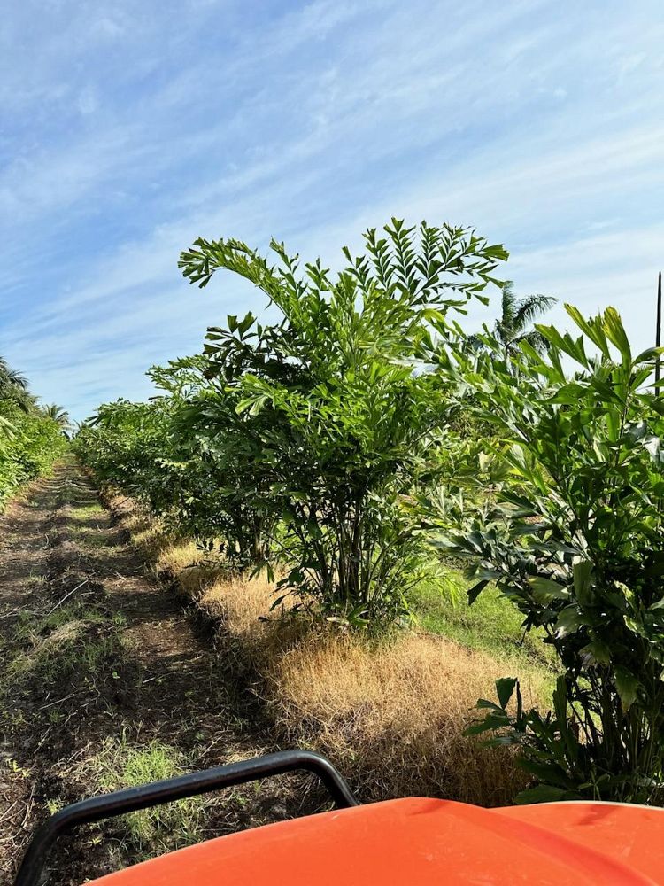 caryota-mitis-fishtail-palm