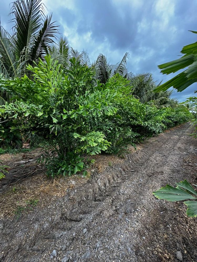 caryota-mitis-fishtail-palm