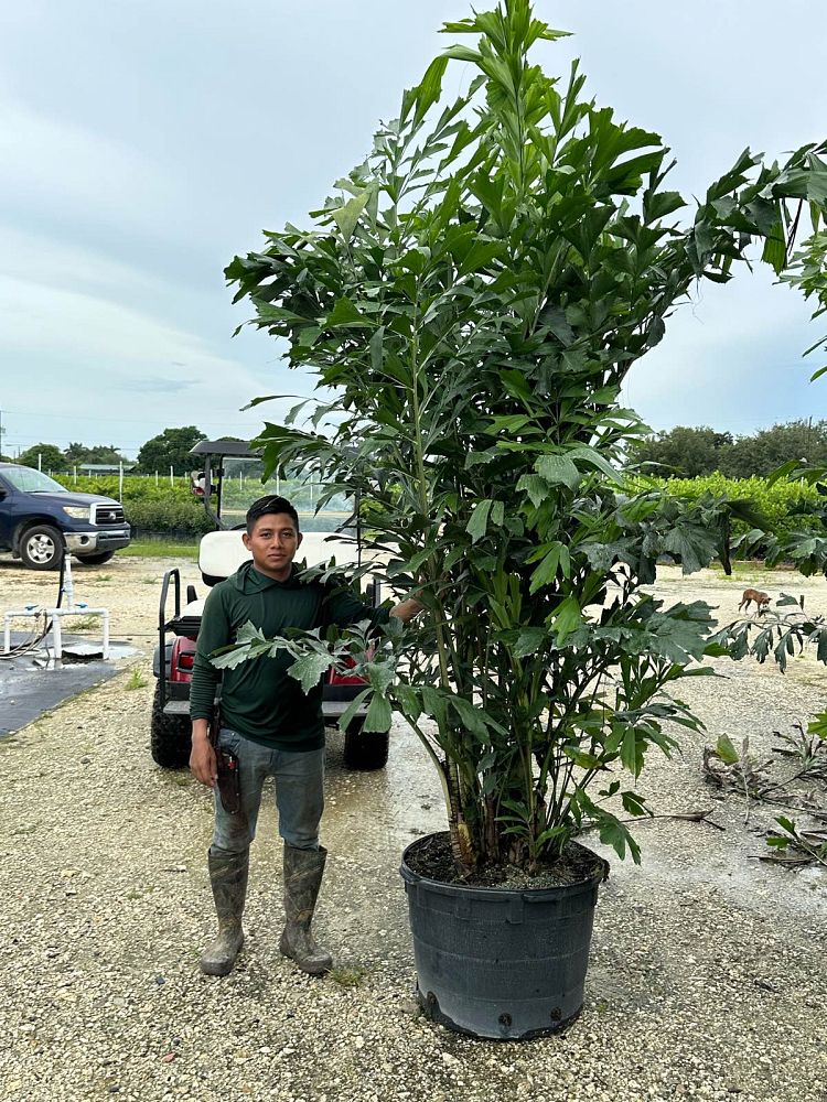 caryota-mitis-fishtail-palm