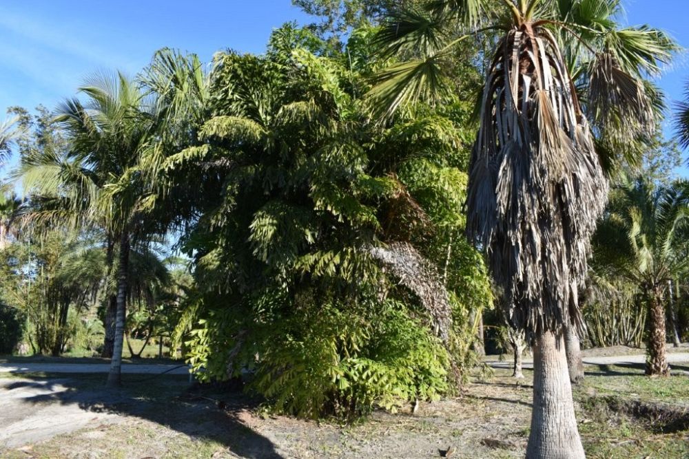 caryota-mitis-fishtail-palm