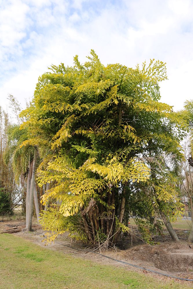 caryota-mitis-fishtail-palm